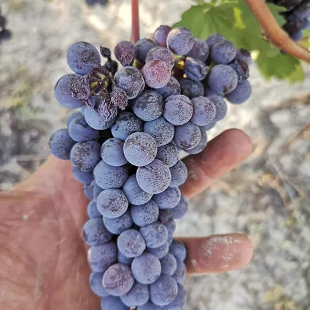 Dalla Nonna Rosignano Monferrato